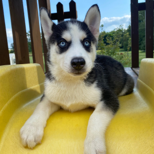 Siberian Husky Puppy Georgia