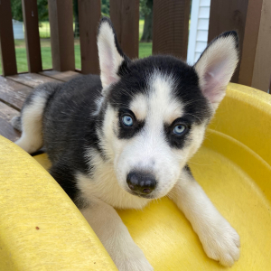 Siberian Husky Puppy Georgia