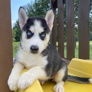Siberian Husky Puppy Georgia