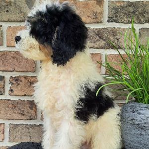 Sheepadoodle Puppy Stevie
