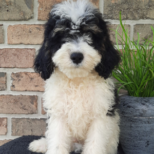 Sheepadoodle Puppy Stevie