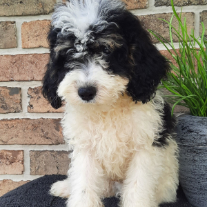 Sheepadoodle Puppy Stevie