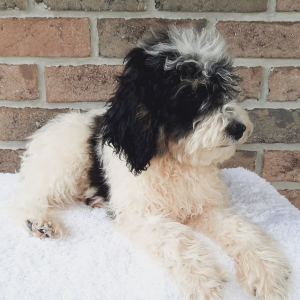 Sheepadoodle Puppy Stevie