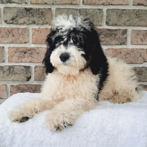 Sheepadoodle Puppy Stevie