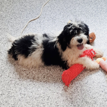 Sheepadoodle Puppy Stevie
