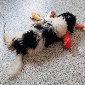 Sheepadoodle Puppy Stevie