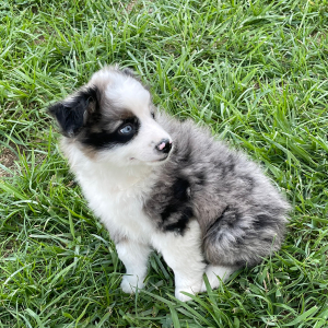 Australian Shepherd Puppy Butler