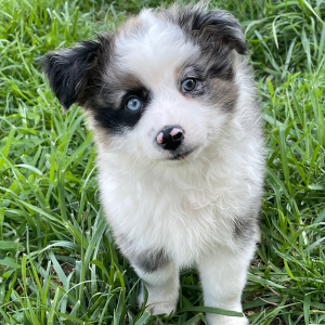Australian Shepherd Puppy Butler