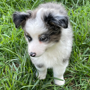Australian Shepherd Puppy Butler