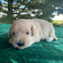 Goldendoodle Puppy Mitch