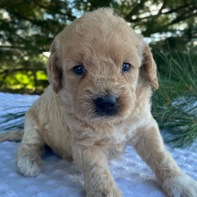 Labradoodle Puppy Keisha