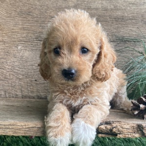 Labradoodle Puppy Keisha