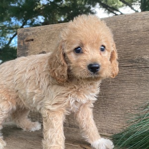 Labradoodle Puppy Keisha