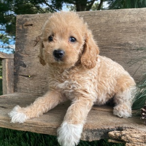 Labradoodle Puppy Keisha