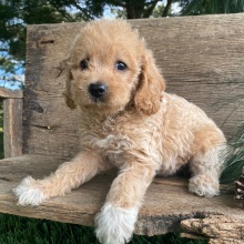 Labradoodle Puppy Keisha