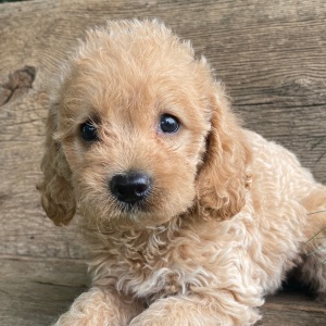 Labradoodle Puppy Keisha
