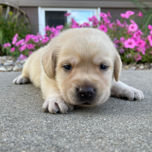 Labrador Retriever Puppy Luis