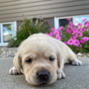 Labrador Retriever Puppy Luis