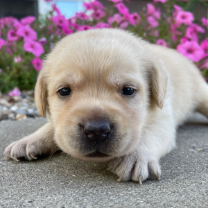 Labrador Retriever Puppy Luis