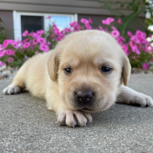 Labrador Retriever Puppy Luis