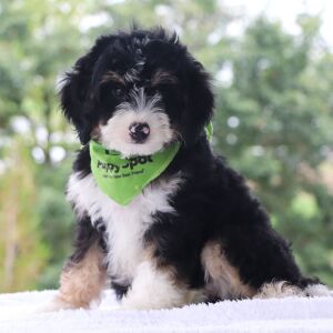 Bernedoodle Puppy Julian