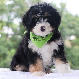 Bernedoodle Puppy Julian