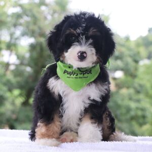 Bernedoodle Puppy Julian