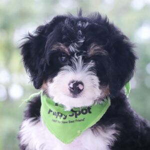 Bernedoodle Puppy Julian