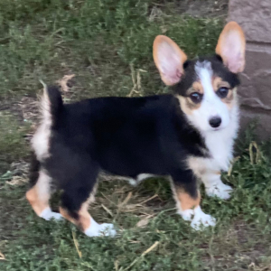 American Corgi Puppy Myleigh