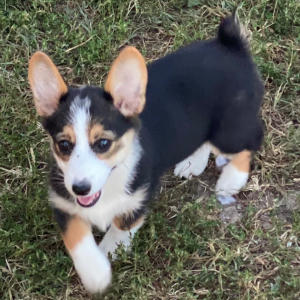 American Corgi Puppy Myleigh