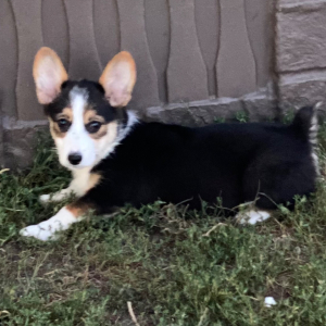 American Corgi Puppy Myleigh