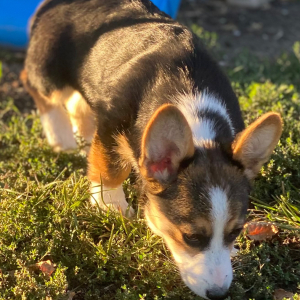 American Corgi Puppy Myleigh