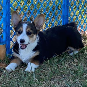 American Corgi Puppy Myleigh