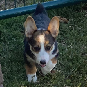 American Corgi Puppy Myleigh
