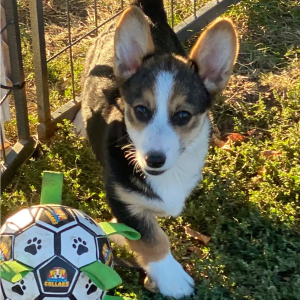 American Corgi Puppy Myleigh