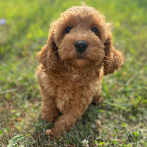 Cockapoo Puppy Lena
