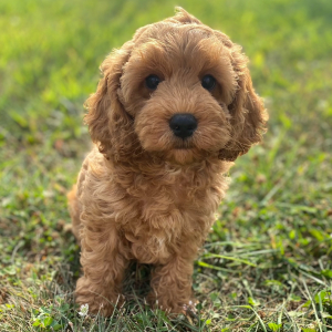 Cockapoo Puppy Lena