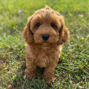 Cockapoo Puppy Lena