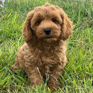 Cockapoo Puppy Lena