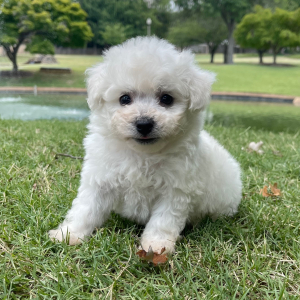 Bichon Frise Puppy Leo