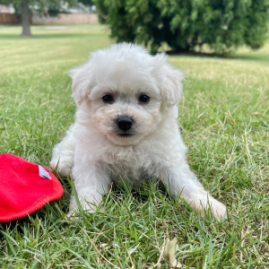 Bichon Frise Puppy Leo