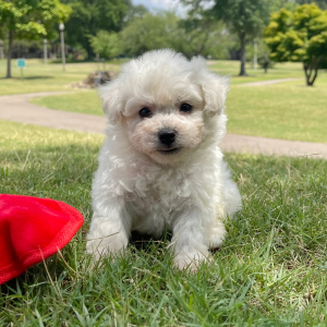 Bichon Frise Puppy Leo
