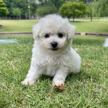 Bichon Frise Puppy Leo