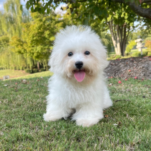 Bichon Frise Puppy Leo