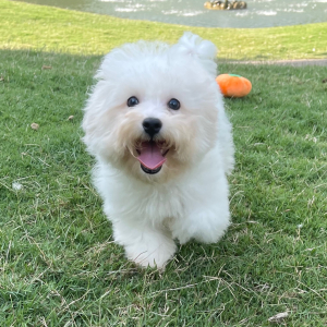 Bichon Frise Puppy Leo