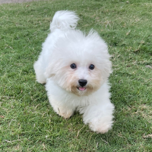 Bichon Frise Puppy Leo