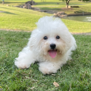 Bichon Frise Puppy Leo