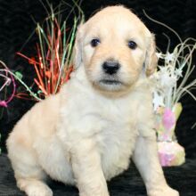Goldendoodle Puppy Sariah