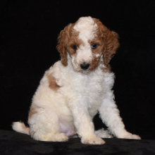 Poodle Puppy Tracker