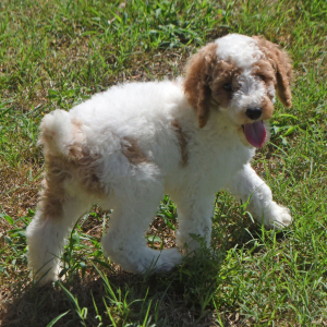 Poodle Puppy Tracker